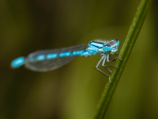 blue dragonfly on a green leaf