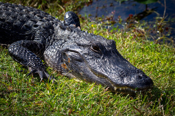 Photograph of an Alligator on land in the Everglades