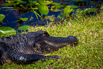 Obraz premium Photograph of an Alligator on land in the Everglades