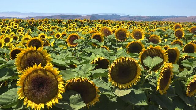 Gorgeous field of sunflowers in bright California sunshine near Gilroy, California.