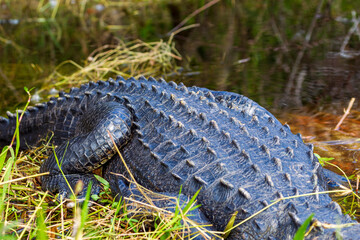 Photograph of an Alligator on land in the Everglades