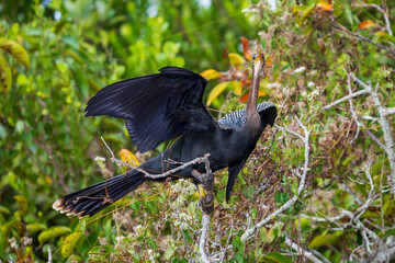 Photograph of an Anhinga bird standing in a tree in the Everglades