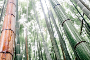 Low angle view on the spider in the web in the bamboo groove, Takeo Japan