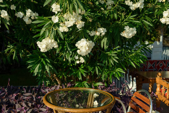 Garden with beautiful white oleander flowers with bright green leaves. Mediterranean flora