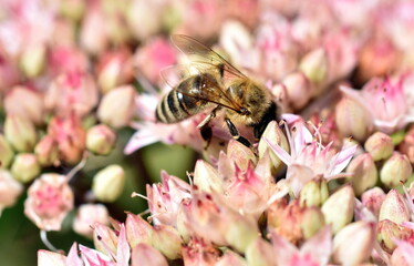 Biene auf einer rosa Fetthenne