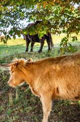 Fototapeta premium Highland cattle grazing and relaxing in the shade of trees at Sidbury Hill, Tidworth,Wiltshire,England,United Kingdom.