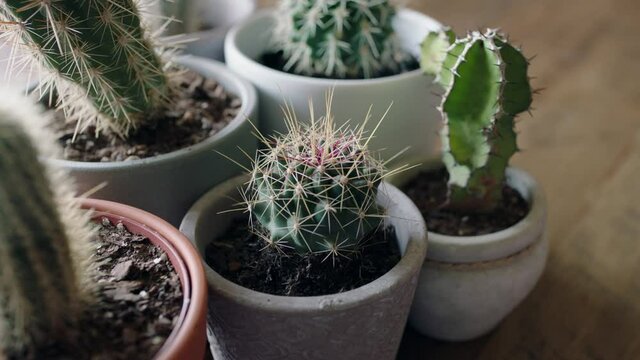 child hand touching cactus with finger poking sharp cacti childhood curiosity