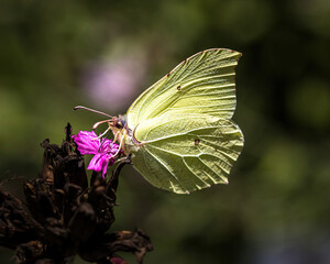 Brimstone butterfly on a pink flower