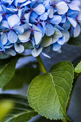 beautiful ortensia. blooming flowers