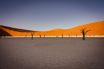 Fototapeta na wymiar Dead acacia trees and red dunes in Deadvlei. Sossusvlei. Namib-Naukluft National Park, Namibia