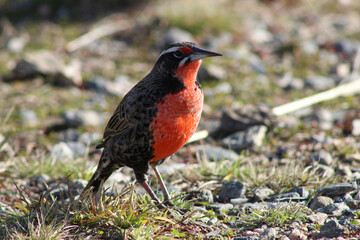 Ave silvestre en su hábitat, de color rojizo en el pecho

Wild bird in its habitat, reddish in color on the chest