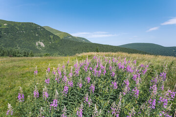 Fototapeta na wymiar incredibly beautiful flowers growing on the mountain heights. mountain trip in Ukraine