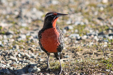 Ave silvestre en su hábitat, de color rojizo en el pecho

Wild bird in its habitat, reddish in color on the chest