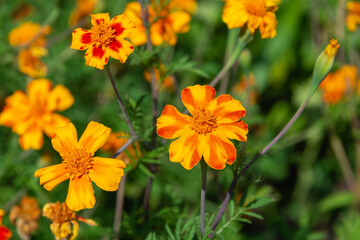 Autumn yellow with red flowers.