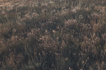 Yellow dry grass with sunshine