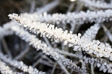 frosty 4