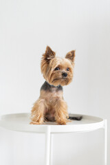 A Yorkshire terrier dog sits on a white table in a white apartment