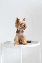 A Yorkshire terrier dog sits on a white table in a white apartment