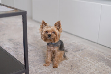 The Yorkshire Terrier dog is sitting in the apartment