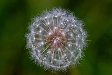 Rolgordijnen dandelion seed head © Mackenzie