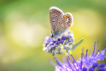 Bläuling / Lycaenidae / Gemeiner Bläuling