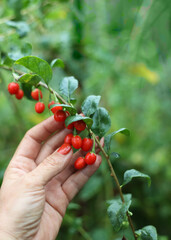 Harvesting goji berries. A female hand touches fresh goji berries on a bush branch in the garden.