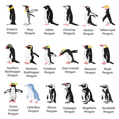 set of penguins - obrazy, fototapety, plakaty