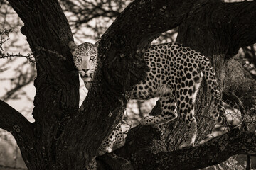 Majestic leopard in Okonjima reserve , Namibia 