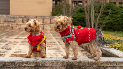 A mother and her son Yorkshire terrier, under observation, outdoors, in winter