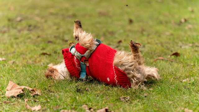 Yoga Postures, Training Led By A Female Yorkshire Terrier Dog, With A Blond Coat, Fascinating Sports Session	