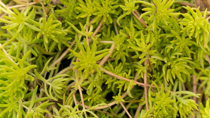 Stonecrop, or sedum, succulent plant, in winter	