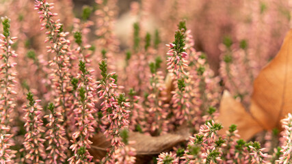 Close up on heather in winter	