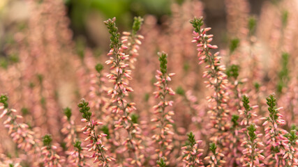 Close up on heather in winter	