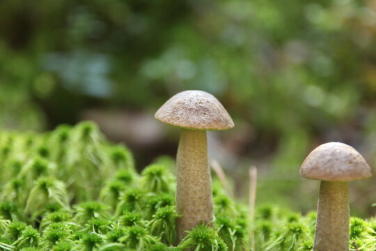 Leccinum as Gourmet Food