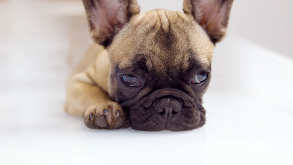 А Cute Bulldog Puppy Lying on the Floor