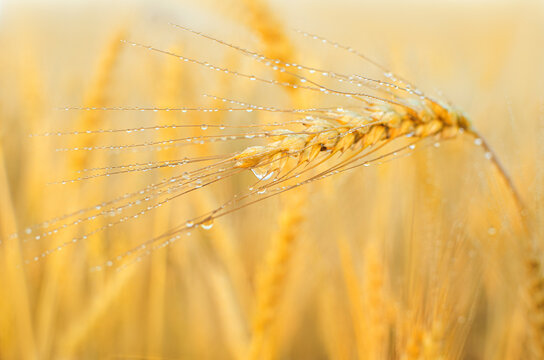 ripe golden wheat or rye ear with dew drops in sunlight.  Beautiful nature sunset landscape. Selective focus. Close-up.