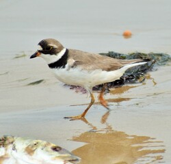 Killdeer at the bay