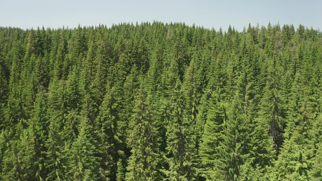 4K Aerial view of Elatia forest in Rhodope Greece