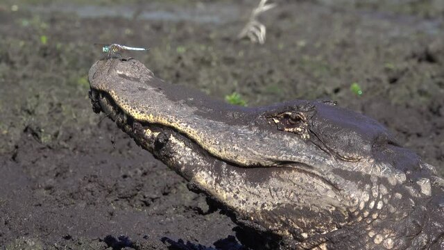 2021 - A dragonfly rests on the snout of an alligator in a muddy bank of Florida.