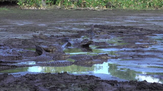 2021 - A congregation of alligators bellows in the mud of the Florida Everglades.