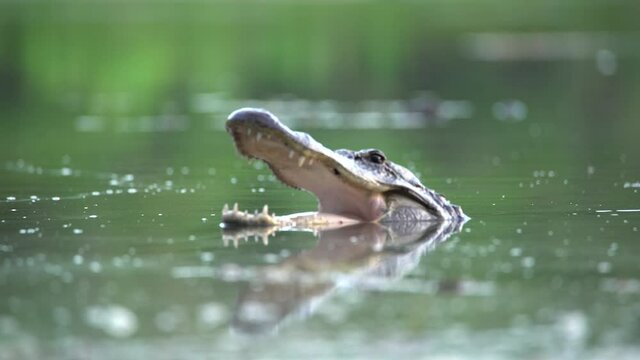 2021 - An alligator opens its jaws while swimming in the Florida Everglades.