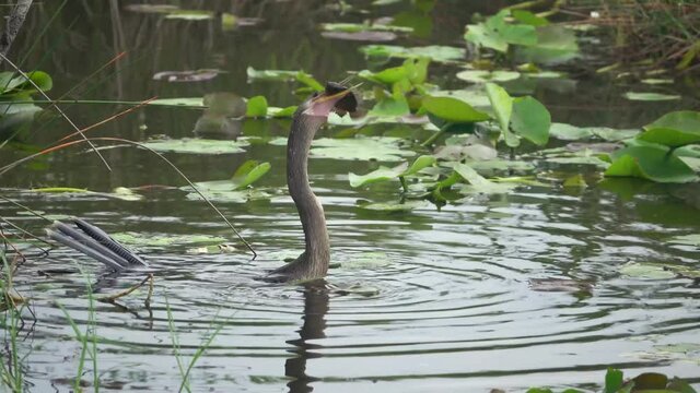 2021 - An Anhinga bird swallows a live fish whole as it flaps for life.