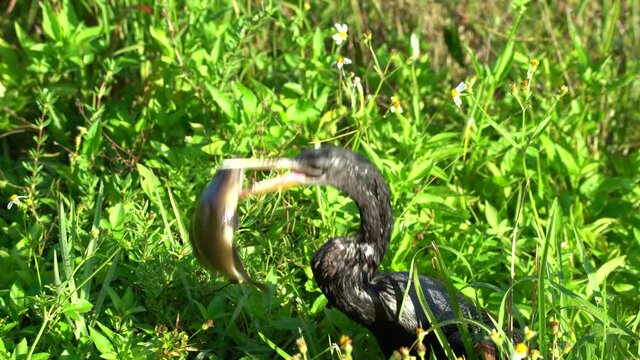 2021 - An Anhinga bird swallows an enormous live fish whole as it flaps for life.