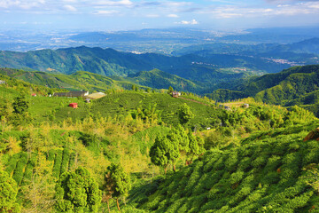 Naklejka na ściany i meble Beautiful landscape of tea plantation with ginkgo trees among the mountains in the morning 