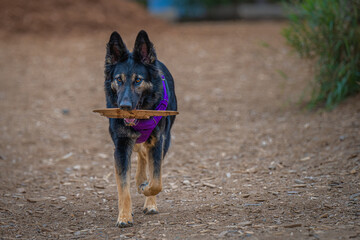 2021-09-01 A GERMAN SHEPARD WITH A STICK IN ITS MOUTH WITH A PURPLE HARNESS AND BLURRY BACKGROUND