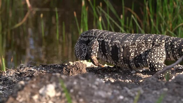 2021 - A tegu lizard walks along a bank in Florida.