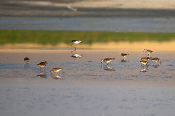 Dövüşkenkuş » Ruff » Calidris pugnax