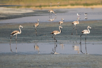 Flamingo » Greater Flamingo » Phoenicopterus roseus