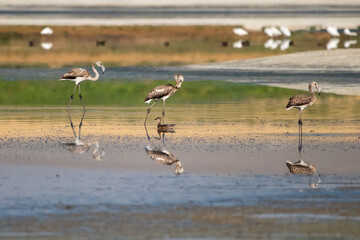 Flamingo » Greater Flamingo » Phoenicopterus roseus