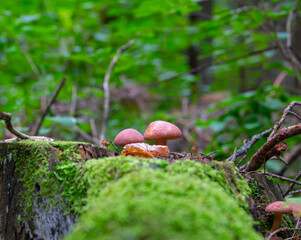 Mushrooms on a stump in the forest